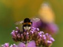 Dieses Motiv ist am 28.09.2022 neu in die Kategorie Bienen & Hummeln aufgenommen worden.
