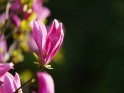 Purpur-Magnolie 
 
Dieses Motiv ist am 08.06.2023 neu in die Kategorie Frühlingsblüten aufgenommen worden.