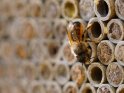Dieses Motiv ist am 18.04.2024 neu in die Kategorie Bienen & Hummeln aufgenommen worden.