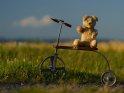 Alter Teddybär auf einem antiken Dreirad