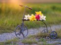 Lilienblüten auf einem antiken Dreirad