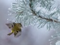 Wintergoldhähnchen im Flug