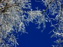 Schneebedeckte Zweige