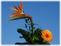 Foto einer Strelizie vor strahlend blauem Himmel. Die Strelizie ist Teil eines Blumenstraußes, von dem am unteren Bildrand eine Gerbera zusammen mit einigem Grünzeug zu sehen ist.