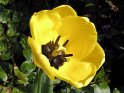 Gelbe Tulpe von oben