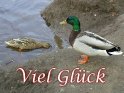 Viel Glck - Grusskarte mit zwei Enten