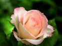 Rosa-weiße Rose