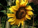 Sonnenblume mit einer Humel im Anflug