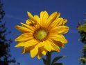 Strahlend  gelbe Sonnenblume vor blauem Himmel