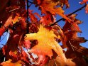 Die bunten Blätter der Kanadischen Eiche im Herbst