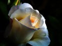 Weiße Rose mit orangener Mitte vor dunklem Hintergrund