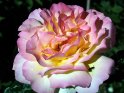 Rose in dunkelrosa mit gelber Mitte und lila Rand
