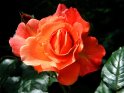 rot-orangene Rose