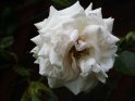  Weiße Rose