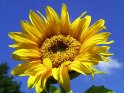 Leuchtend gelbe Sonnenblume