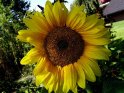 Sonnenblume mit schiefem Horizont