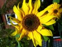 Strahlend gelbe Sonnenblume